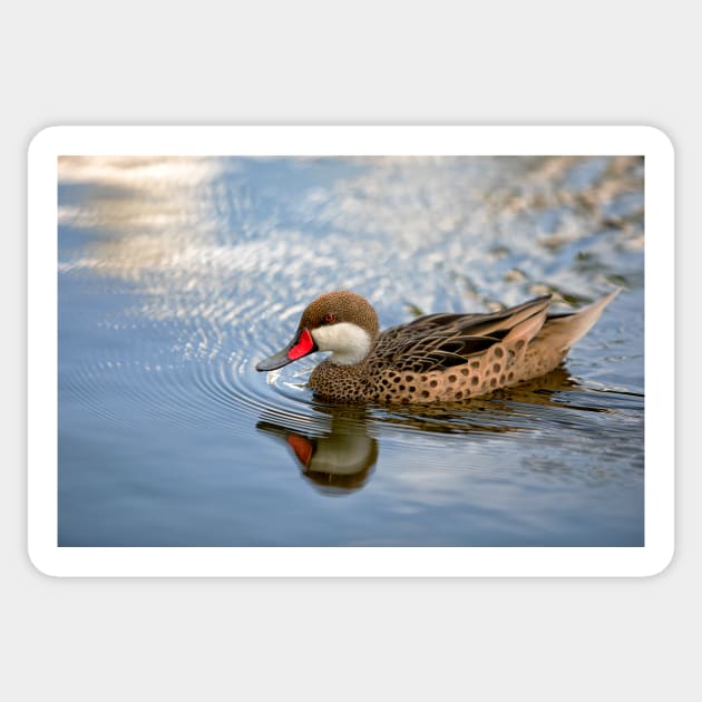 White-cheeked Pintail Sticker by Eunice1